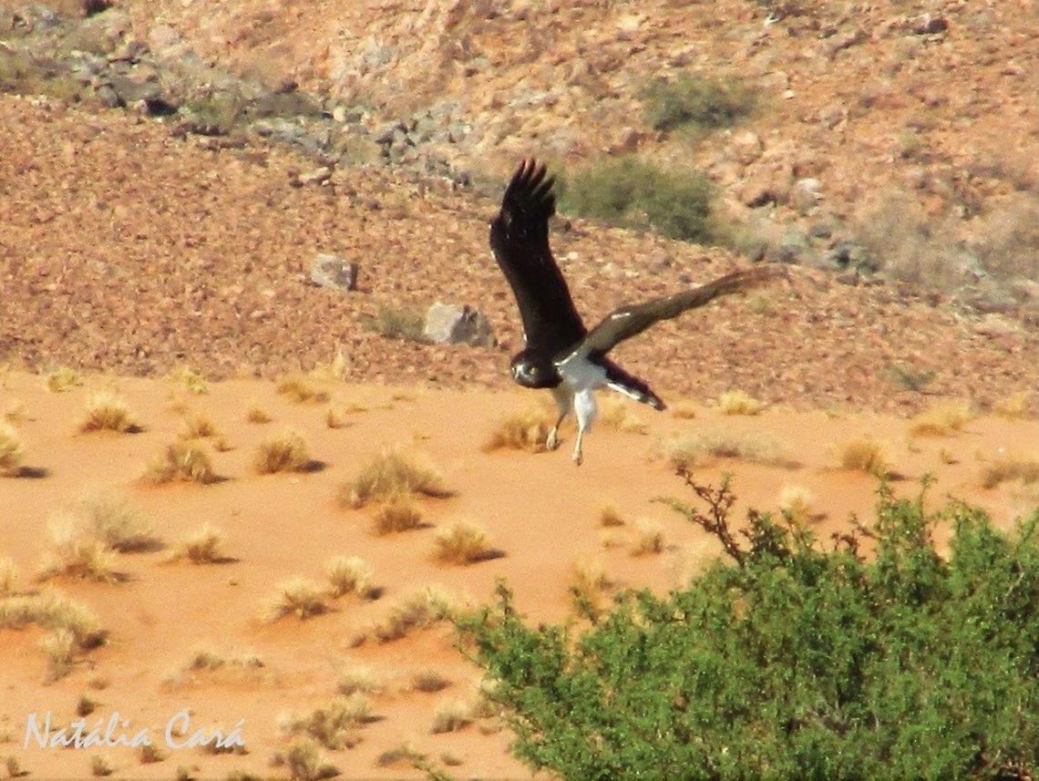 Black-chested Snake-Eagle (Circaetus pectoralis) Taken in January 2016, in Southern Namibia. Known as Swartborsslangarend, in Afrikaans. Accipitridae,Accipitriformes,Africa,Birds of Prey,Black-chested snake eagle,Circaetinae,Circaetus,Circaetus pectoralis,Geotagged,Namibia,Snake-Eagle,Southern Africa,Summer,bird,desert,eagle,raptor