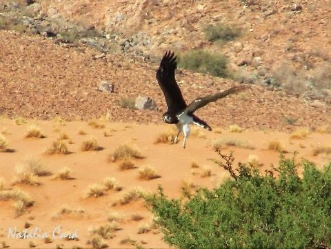 Black-chested Snake-Eagle (Circaetus pectoralis) Taken in January 2016, in Southern Namibia. Known as Swartborsslangarend, in Afrikaans. Accipitridae,Accipitriformes,Africa,Birds of Prey,Black-chested snake eagle,Circaetinae,Circaetus,Circaetus pectoralis,Geotagged,Namibia,Snake-Eagle,Southern Africa,Summer,bird,desert,eagle,raptor
