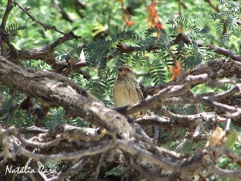 Black-throated Canary (Crithagra atrogularis) Taken in January 2016, in Namibia. Known as Bergkanarie, in Afrikaans. Africa,Black-throated canary,Carduelinae,Crithagra,Crithagra atrogularis,Fringillidae,Geotagged,Namibia,Passeriformes,Southern Africa,Summer,bird,canary,finch,passerine,seedeater