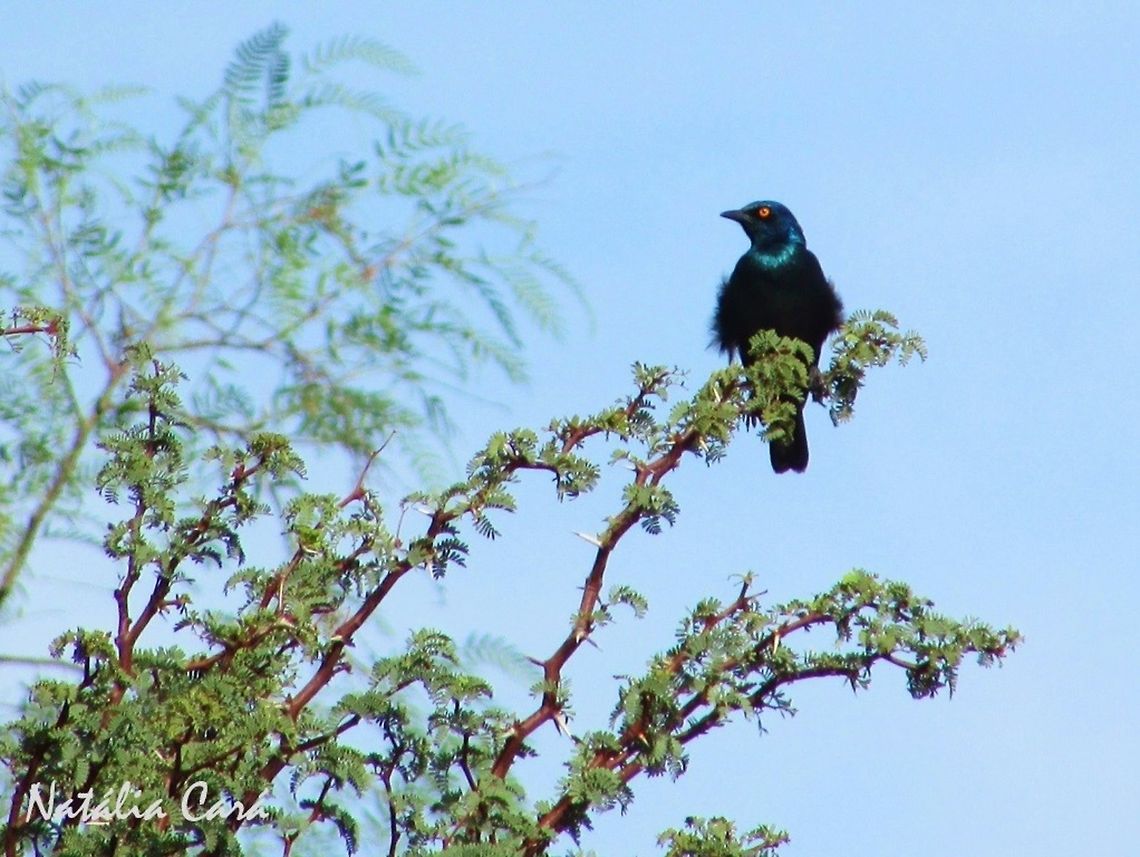 Cape Glossy Starling (Lamprotornis nitens) Taken in Southern Namibia, in February 2016. Known as Kleinglansspreeu, in Afrikaans. Africa,Cape starling,Geotagged,Lamprotornis,Lamprotornis nitens,Namibia,Passeriformes,Southern Africa,Sturnidae,Summer,Winter,bird,desert,starling