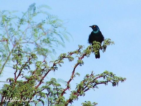 Cape Glossy Starling (Lamprotornis nitens) Taken in Southern Namibia, in February 2016. Known as Kleinglansspreeu, in Afrikaans. Africa,Cape starling,Geotagged,Lamprotornis,Lamprotornis nitens,Namibia,Passeriformes,Southern Africa,Sturnidae,Summer,Winter,bird,desert,starling