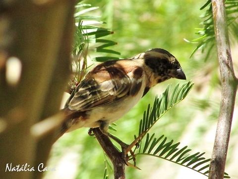 Immature male Cape Sparrow (Passer melanurus) Taken in Southern Namibia, in January 2016. Known as Gewone Mossie, in Afrikaans. Africa,Cape Sparrow,Geotagged,Namibia,Passer,Passer melanurus,Passeridae,Passeriformes,Southern Africa,Summer,bird,desert,immature,male,passerine,sparrow