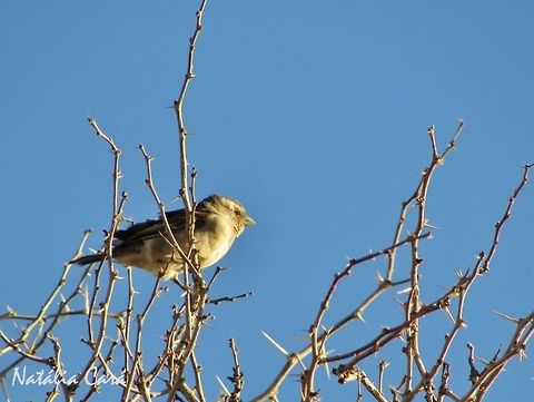 Female Cape Sparrow (Passer melanurus) Taken in January 2016, in Southern Namibia. Known as Gewone Mossie, in Afrikaans. Africa,Cape Sparrow,Geotagged,Namibia,Passer,Passer melanurus,Passeridae,Passeriformes,Southern Africa,Summer,bird,desert,female,passerine,sparrow
