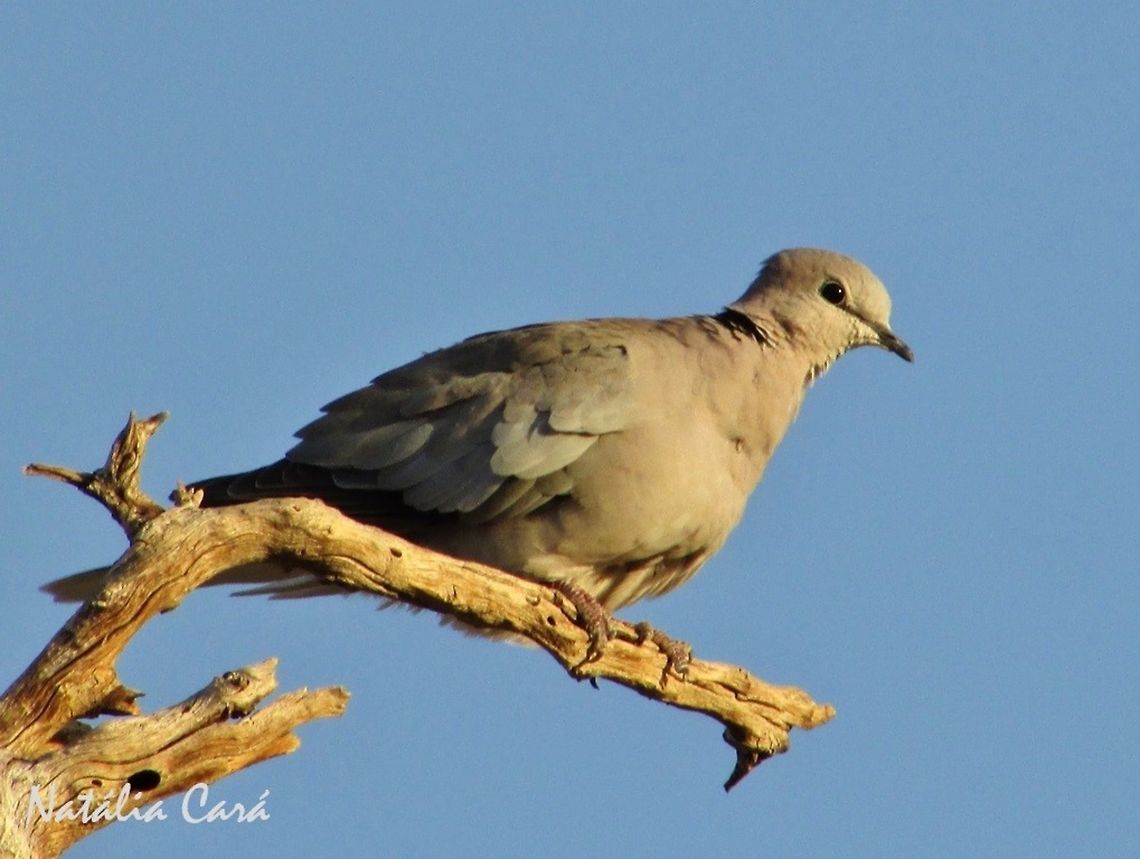 Cape Turtle-Dove (Streptopelia capicola) Taken in January 2016, in Southern Namibia. Known as Gewone Tortelduif, in Afrikaans. Africa,Columbidae,Columbiformes,Geotagged,Namibia,Ring-necked dove,Southern Africa,Streptopelia,Streptopelia capicola,Summer,bird,desert,dove
