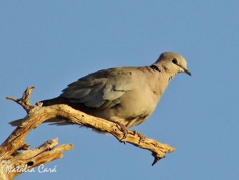 Cape Turtle-Dove (Streptopelia capicola) Taken in January 2016, in Southern Namibia. Known as Gewone Tortelduif, in Afrikaans. Africa,Columbidae,Columbiformes,Geotagged,Namibia,Ring-necked dove,Southern Africa,Streptopelia,Streptopelia capicola,Summer,bird,desert,dove