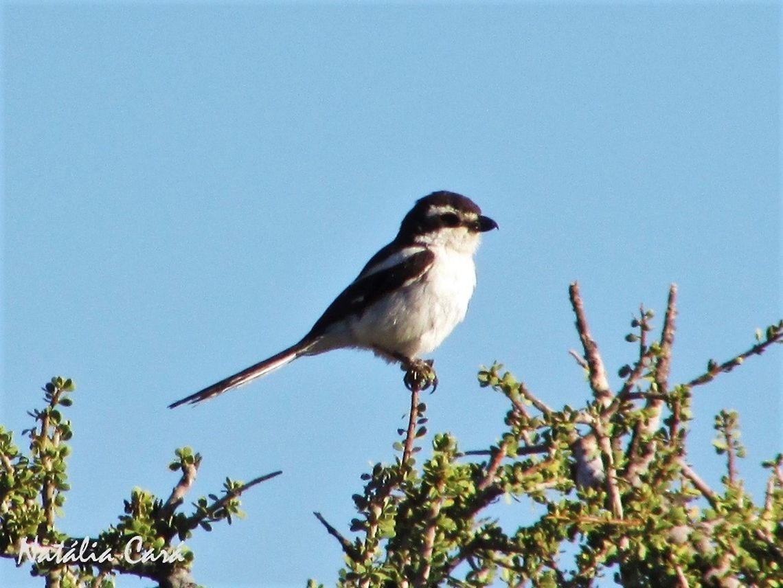 Male Common Fiscal (Lanius collaris subcoronatus) Taken in January 2016, in Southern Namibia. This subspecies has a white supercilium. Known as Fiskaallaksman, in Afrikaans. Africa,Geotagged,Laniidae,Lanius,Lanius collaris,Namibia,Passeriformes,Souther Africa,Southern Fiscal,Summer,bird,desert,fiscal,male,shrike