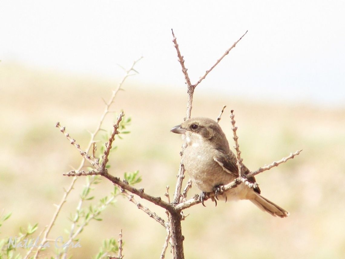 Immature Common Fiscal (Lanius collaris subcoronatus) Taken in February 2016, in Southern Namibia. Known as Fiskaallaksman, in Afrikaans. Africa,Geotagged,Laniidae,Lanius,Lanius collaris,Namibia,Passeriformes,Souther Africa,Southern Fiscal,Summer,bird,desert,fiscal,immature,juvenile,shrike