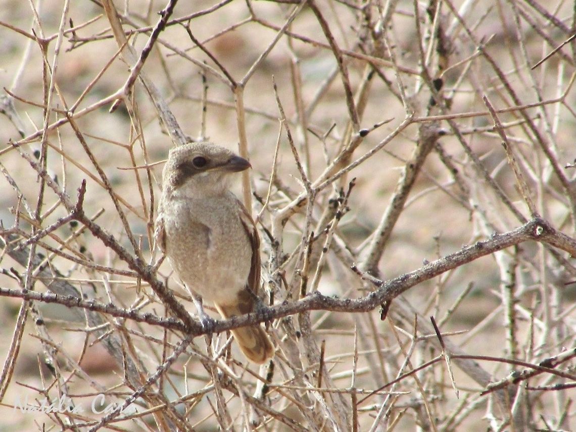 Immature Common Fiscal (Lanius collaris subcoronatus) Taken in February 2016, in Southern Namibia. Known as Fiskaallaksman, in Afrikaans. Africa,Geotagged,Laniidae,Lanius,Lanius collaris,Namibia,Passeriformes,Souther Africa,Southern Fiscal,Summer,bird,desert,fiscal,immature,juvenile,shrike
