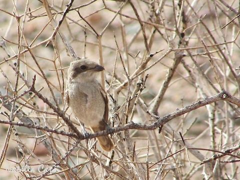 Immature Common Fiscal (Lanius collaris subcoronatus) Taken in February 2016, in Southern Namibia. Known as Fiskaallaksman, in Afrikaans. Africa,Geotagged,Laniidae,Lanius,Lanius collaris,Namibia,Passeriformes,Souther Africa,Southern Fiscal,Summer,bird,desert,fiscal,immature,juvenile,shrike
