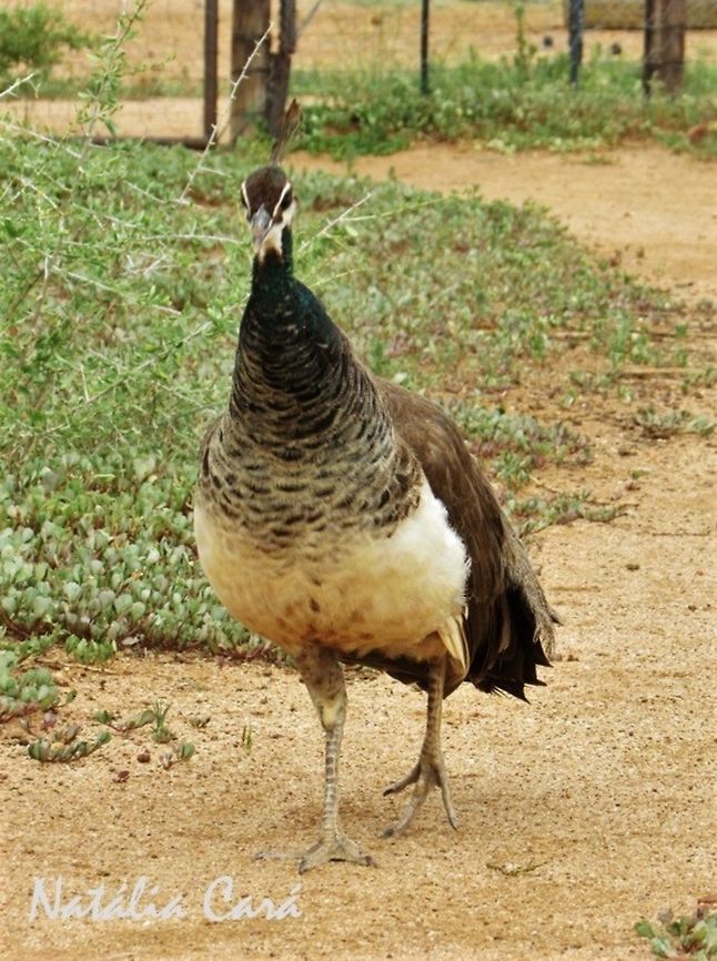 Female Common Peacock (Pavo cristatus) Taken in February 2016, near Windhoek, Namibia. Known as Makpou, in Afrikaans. Africa,Galliformes,Geotagged,Indian peafowl,Namibia,Pavo,Pavo cristatus,Phasianidae,Phasianinae,Southern Africa,Summer,bird,common peacock,female,peacock,peahen