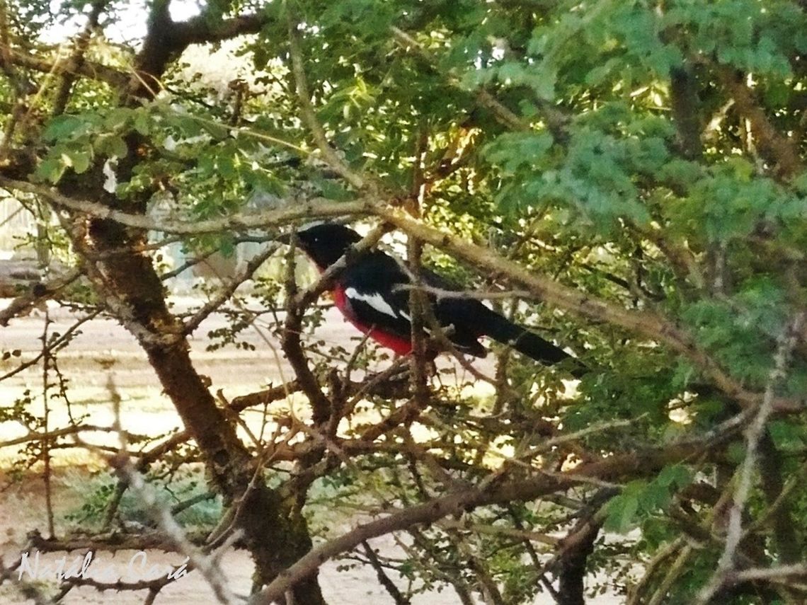Crimson-breasted Shrike (Laniarius atrococcineus) Taken in February 2015, near Windhoek, Namibia. Known as Rooiborslaksman, in Afrikaans. Africa,Crimson-breasted shrike,Geotagged,Laniarius,Laniarius atrococcineus,Malaconotidae,Namibia,Passeriformes,Southern Africa,Summer,bird,shrike