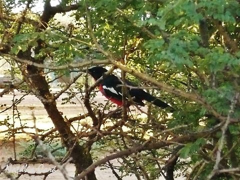 Crimson-breasted Shrike (Laniarius atrococcineus) Taken in February 2015, near Windhoek, Namibia. Known as Rooiborslaksman, in Afrikaans. Africa,Crimson-breasted shrike,Geotagged,Laniarius,Laniarius atrococcineus,Malaconotidae,Namibia,Passeriformes,Southern Africa,Summer,bird,shrike