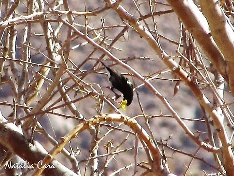 Male Dusky Sunbird (Cinnyris fuscus) Taken in January 2016, in Southern Namibia. Known as Namakwasuikerbekkie, in Afrikaans. Africa,Cinnyris,Cinnyris fuscus,Geotagged,Namibia,Nectariniidae,Passeriformes,Southern Africa,Summer,bird,desert,dusky sunbird,sunbird