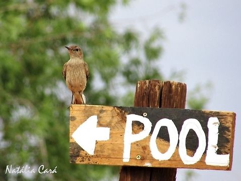 Familiar Chat (Cercomela familiaris) Taken in December 2015, in Southern Namibia. Known as Gewone Spekvreter, in Afrikaans. Africa,Cercomela,Cercomela  familiaris,Familiar chat,Geotagged,Muscicapidae,Namibia,Oenanthe,Passeriformes,Southern Africa,Summer,bird,chat,passerine