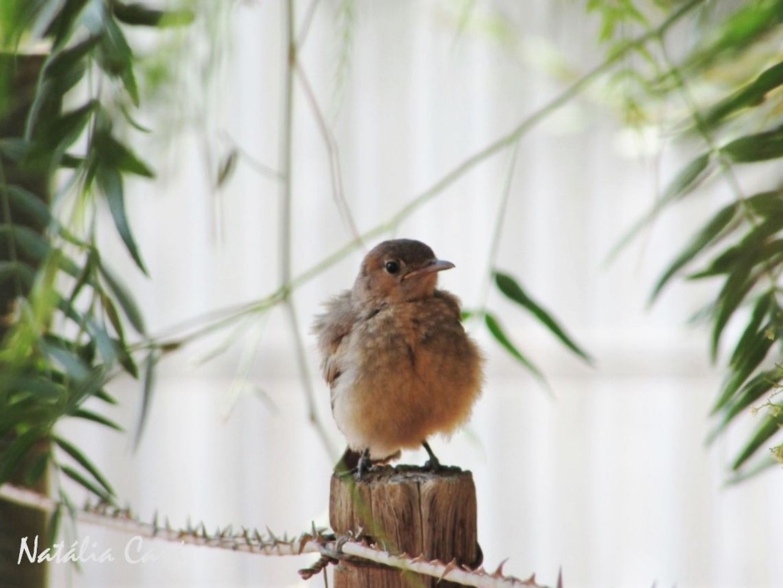 Familiar Chat (Cercomela familiaris) Taken in January 2016, in Southern Namibia. Known as Gewone Spekvreter, in Afrikaans. Africa,Cercomela,Cercomela  familiaris,Familiar chat,Geotagged,Muscicapidae,Namibia,Oenanthe,Passeriformes,Southern Africa,Summer,bird,chat,passerine