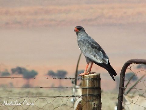 Southern Pale Chanting Goshawk (Melierax canorus) Taken in December 2015, in Southern Namibia. Known as Bleeksingvalk, in Afrikaans. Accipitridae,Accipitriformes,Africa,Geotagged,Melierax,Melierax canorus,Namibia,Pale chanting goshawk,Southern Africa,Summer,bird,bords of prey,desert,goshawk,raptor