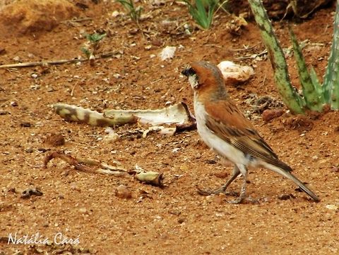 Male Great Sparrow (Passer motitensis) Taken in February 2016, near Windhoek, Namibia. Known as Grootmossie, in Afrikaans. Africa,Geotagged,Great sparrow,Namibia,Passer,Passer motitensis,Passeridae,Passeriformes,Southern Africa,Summer,bird,male,passerine,sparrow