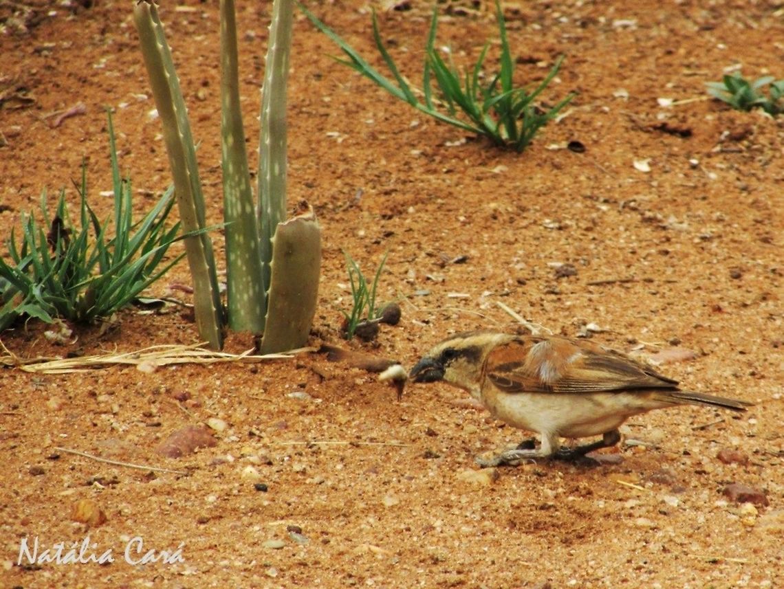 Female Great Sparrow (Passer motitensis) Taken in February 2016, near Windhoek, Namibia. Known as Grootmossie, in Afrikaans. Africa,Female Mallard Duck,Geotagged,Great sparrow,Namibia,Passer,Passer motitensis,Passeridae,Passeriformes,Southern Africa,Summer,bird,passerine,sparrow