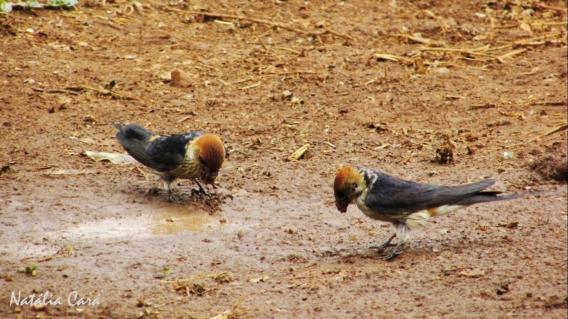 Greater Striped Swallow (Hirundo cucullata) Taken in February 2016, near Windhoek, Namibia. Known as Grootstreepswael, in Afrikaans. Africa,Cecropis,Cecropis cucullata,Geotagged,Greater Striped Swallow,Hirundinidae,Namibia,Passeriformes,Southern Africa,Summer,bird,swallow