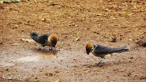 Greater Striped Swallow (Hirundo cucullata) Taken in February 2016, near Windhoek, Namibia. Known as Grootstreepswael, in Afrikaans. Africa,Cecropis,Cecropis cucullata,Geotagged,Greater Striped Swallow,Hirundinidae,Namibia,Passeriformes,Southern Africa,Summer,bird,swallow