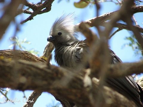 Grey Go-away-bird (Corythaixoides concolor) Also known as Grey Lourie. Photo taken in January, in Southern Namibia. Known in Afrikaans as Kwêvoël. Africa,Corythaixoides,Corythaixoides concolor,Geotagged,Grey go-away-bird,Musophagidae,Musophagiformes,Namibia,Southern Africa,Summer,Winter,bird,lourie,turaco