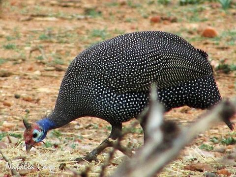 Helmeted Guineafowl (Numida meleagris) Taken in December 2015, near Windhoek, Namibia. Known as Gewone Tarentaal, in Afrikaans. Africa,Galliformes,Geotagged,Helmeted Guineafowl,Namibia,Numida,Numida meleagris,Numididae,Southern Africa,Summer,bird,fowl,guineafowl