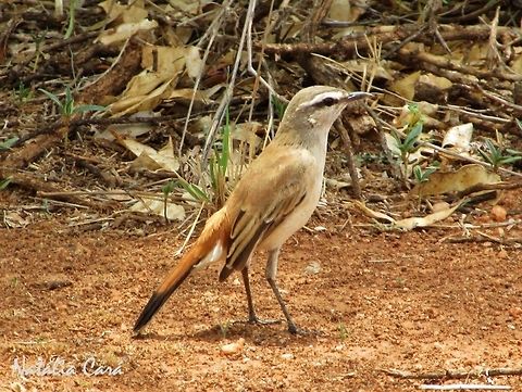 Kalahari Scrub-Robin (Cercotrichas coryphoeus) Taken in December 2015, near Windhoek, Namibia. Known as Kalahariwipstert, in Afrikaans. Cercotrichas,Cercotrichas paena,Geotagged,Kalahari scrub robin,Muscicapidae,Namibia,Passeriformes,South Africa,Southern Africa,Summer,bird,robin,scrub-robin