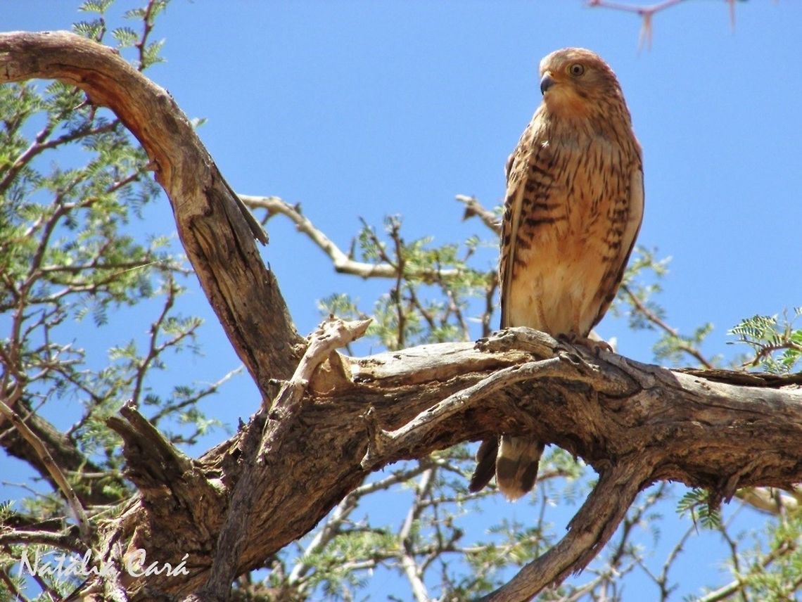 Greater Kestrel (Falco rupicoloides) Greater Kestrel guarding the nest. Taken in January 2016, in Southern Namibia. Known as Grootrooivalk, in Afrikaans. Africa,Birds of Prey,Falco,Falco rupicoloides,Falconidae,Falconiformes,Geotagged,Greater Kestrel,Namibia,Southern Africa,Summer,bird,desert,kestrel,raptor