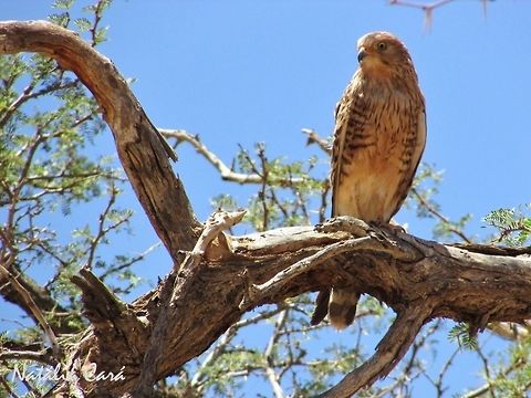 Greater Kestrel (Falco rupicoloides) Greater Kestrel guarding the nest. Taken in January 2016, in Southern Namibia. Known as Grootrooivalk, in Afrikaans. Africa,Birds of Prey,Falco,Falco rupicoloides,Falconidae,Falconiformes,Geotagged,Greater Kestrel,Namibia,Southern Africa,Summer,bird,desert,kestrel,raptor