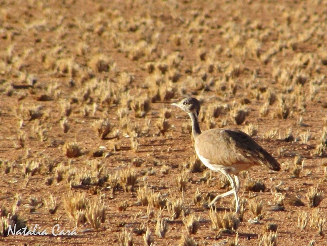 Female Ruppells Korhaan (Eupodotis rueppellii) Taken in January 2016, in Southern Namibia. Known as Woestynkorhan, In Afrikaans. Africa,Eupodotis,Eupodotis rueppellii,Geotagged,Namibia,Otididae,Otidiformes,R&uuml;ppells korhaan,Southern Africa,Summer,bird,bustard,desert,korhaan