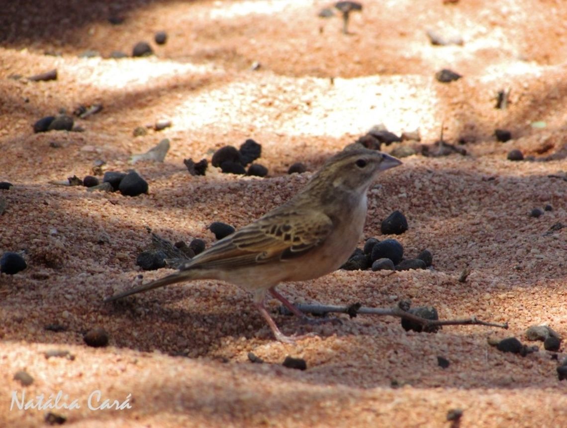 Lark-like Bunting (Emberiza impetuani) Taken in January 2016, in Southern Namibia. Known as  Vaalstreepkoppie, in Afrikaans. Africa,Emberiza,Emberiza impetuani,Emberizidae,Geotagged,Lark-like bunting,Namibia,Passeriformes,Southern Africa,Summer,bird,bunting,desert