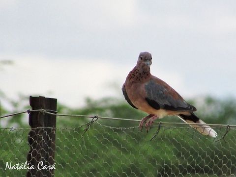 Laughin Dove (Streptopellia senegalensis) Taken in December 2015, near Windhoek. Known as Rooiborsduifie, in Afrikaans. Africa,Columbidae,Columbiformes,Geotagged,Laughing Dove,Namibia,Southern Africa,Spilopelia,Spilopelia senegalensis,Streptopelia,Streptopelia senegalensis,Summer,bird,dove