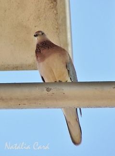 Laughin Dove (Streptopellia senegalensis) Taken in January 2016, in Southern Namibia. Known as Rooiborsduifie, in Afrikaans. Africa,Columbidae,Columbiformes,Geotagged,Laughing Dove,Namibia,Southern Africa,Spilopelia,Spilopelia senegalensis,Streptopelia,Streptopelia senegalensis,Summer,bird,dove