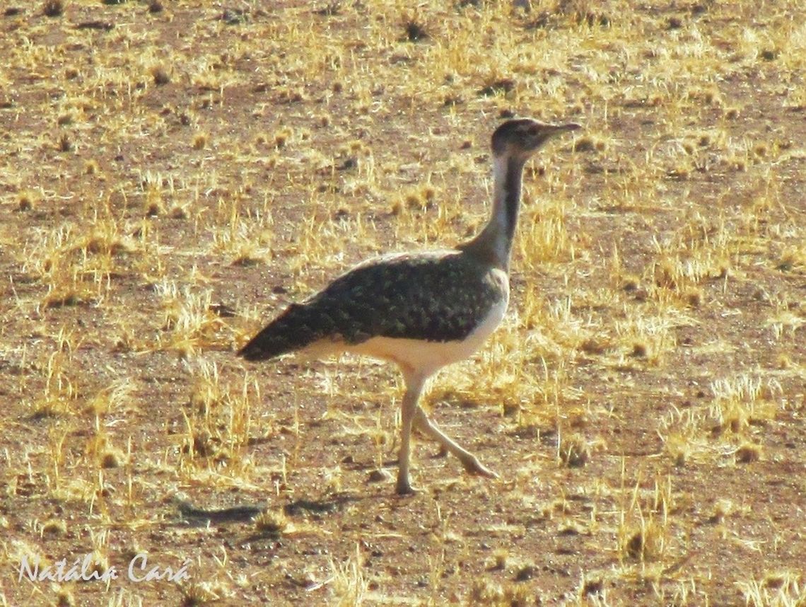 Ludwig's Bustard (Neotis ludwigii) Taken in Southern Namibia, in January 2015. Known as Ludwigpou, in Afrikaans. Africa,Geotagged,Ludwigs bustard,Namibia,Neotis,Neotis ludwigii,Otididae,Otidiformes,Southern Africa,Summer,bird,bustard,desert