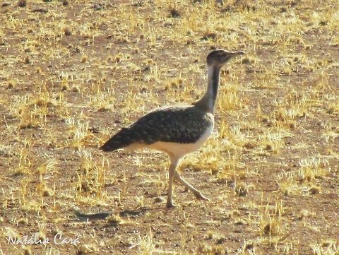 Ludwig's Bustard (Neotis ludwigii) Taken in Southern Namibia, in January 2015. Known as Ludwigpou, in Afrikaans. Africa,Geotagged,Ludwigs bustard,Namibia,Neotis,Neotis ludwigii,Otididae,Otidiformes,Southern Africa,Summer,bird,bustard,desert