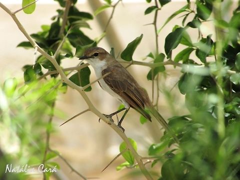 Marico Flycatcher (Bradornis mariquensis) Taken in January 2016, in Namibia. Known as Maricovlieëvanger, in Afrikaans. Africa,Bradornis,Bradornis mariquensis,Geotagged,Marico flycatcher,Melaenorniss,Melaenorniss mariquensis,Muscicapidae,Namibia,Passeriformes,Southern Africa,Summer,bird,flycatcher