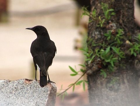 Female Mountain Wheatear (Oenanthe monticola) Taken in December 2015, in Southern Namibia. Known as Bergwagter. Africa,Geotagged,Mountain wheatear,Muscicapidae,Myrmecocichla,Myrmecocichla monticola,Namibia,Oenanthe,Passeriformes,Southern Africa,Summer,bird,chat,desert,wheatear