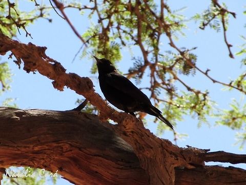 Female Mountain Wheatear (Oenanthe monticola) Taken in December 2015, in Southern Namibia. Known as Bergwagter. Africa,Geotagged,Mountain wheatear,Muscicapidae,Myrmecocichla,Myrmecocichla monticola,Namibia,Oenanthe,Passeriformes,Southern Africa,Summer,bird,chat,desert,wheatear