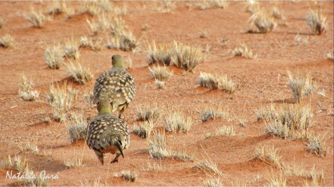 Namaqua Sandgrouse (Pterocles namaqua) Taken in Southern Namibia, in December 2015. Known as Kelkiewyn, in Afrikaans. Africa,Geotagged,Namaqua sandgrouse,Namibia,Pterocles,Pterocles namaqua,Pteroclididae,Pteroclidiformes,Southern Africa,Summer,bird,desert,sandgrouse