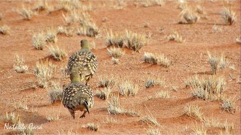 Namaqua Sandgrouse (Pterocles namaqua) Taken in Southern Namibia, in December 2015. Known as Kelkiewyn, in Afrikaans. Africa,Geotagged,Namaqua sandgrouse,Namibia,Pterocles,Pterocles namaqua,Pteroclididae,Pteroclidiformes,Southern Africa,Summer,bird,desert,sandgrouse