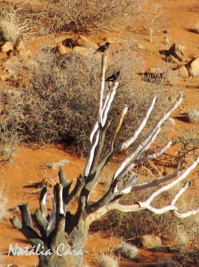 Pale-winged Starling (Onychognatus nabouroup) Taken in January 2016, in Southern Namibia. Known as Bleekvlerkspreeu, in Afrikaans. Africa,Geotagged,Namibia,Onychognathus,Onychognathus nabouroup,Pale-winged starling,Passeriformes,Southern Africa,Sturnidae,Summer,bird,desert,starling