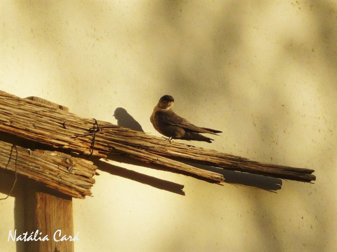 Rock Martin (Hirundo fuligula) Taken in December 2014, in Southern Namibia. Known as Kransswael, in Afrikaans. Africa,Geotagged,Hirundinidae,Namibia,Passeriformes,Ptyonoprogne,Ptyonoprogne fuligula,Southern Africa,Summer,bird,desert,martin,rock martin