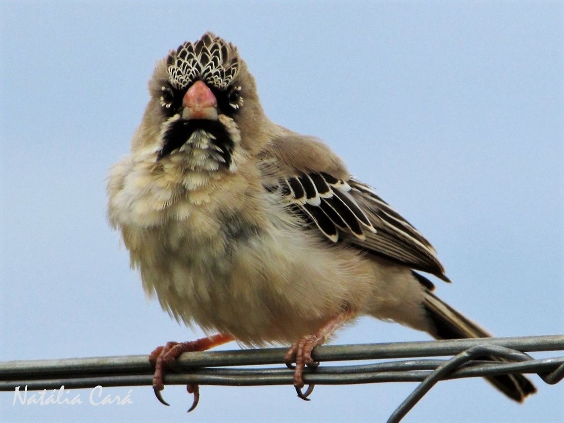 Scaly-feathered Finch (Sporopipes squamifrons) Taken in December 2015, near Windhoek, Namibia. Known as Baardmanetjie, in Afrikaans Africa,Geotagged,Namibia,Passeriformes,Ploceidae,Scaly-feathered Finch,Scaly-feathered weaver,Southern Africa,Sporopipes,Sporopipes squamifrons,Summer,bird,finch,passerine