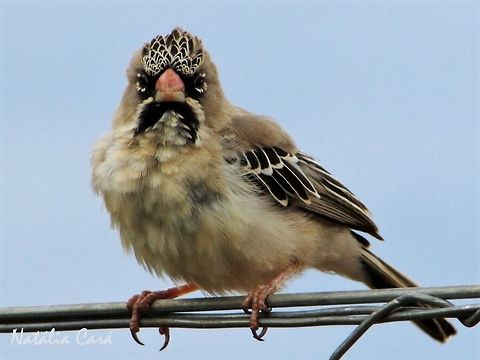 Scaly-feathered Finch (Sporopipes squamifrons) Taken in December 2015, near Windhoek, Namibia. Known as Baardmanetjie, in Afrikaans Africa,Geotagged,Namibia,Passeriformes,Ploceidae,Scaly-feathered Finch,Scaly-feathered weaver,Southern Africa,Sporopipes,Sporopipes squamifrons,Summer,bird,finch,passerine