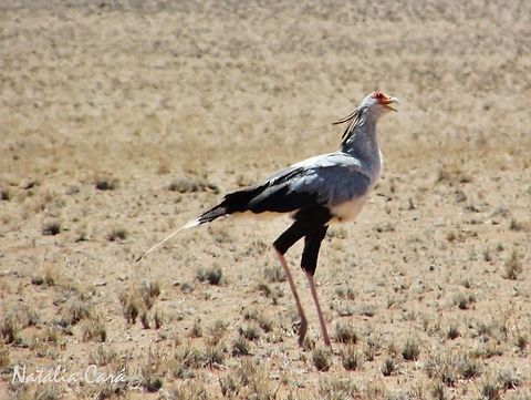 Secretarybird (Sagittarius serpentarius) Taken in January 2016, in Southern Namibia. Known as Sekretarisvo&euml;l, in Afrikaans. Accipitridae,Accipitriformes,Africa,Birds of Prey,Geotagged,Namibia,Sagittarius,Sagittarius serpentarius,Secretary Bird,Southern Africa,Summer,United States,bird,desert,raptor
