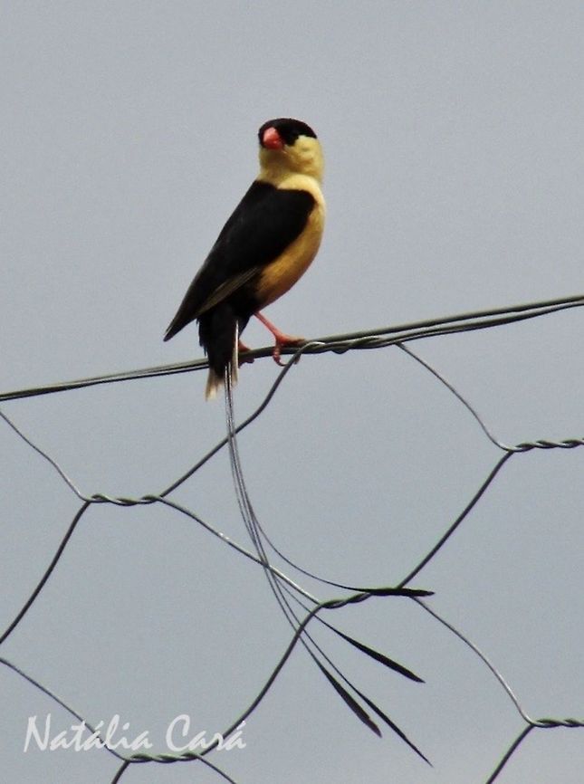 Male Shaft-tailed Whydah (Vidua regia) Male Shaft-tailed Whydah with breeding plumage. Taken in February 2016, near Windhoek, Namibia. Known as Koningrooibekkie, in Afrikaans. Africa,Geotagged,Namibia,Passeriformes,Shaft-tailed whydah,Southern Africa,Summer,Vidua,Vidua regia,Viduidae,bird,breeding plumage,male,whydah