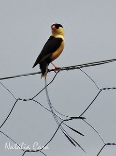 Male Shaft-tailed Whydah (Vidua regia) Male Shaft-tailed Whydah with breeding plumage. Taken in February 2016, near Windhoek, Namibia. Known as Koningrooibekkie, in Afrikaans. Africa,Geotagged,Namibia,Passeriformes,Shaft-tailed whydah,Southern Africa,Summer,Vidua,Vidua regia,Viduidae,bird,breeding plumage,male,whydah
