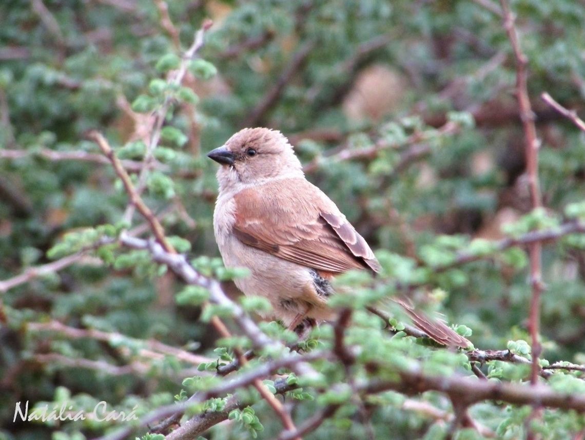 Southern Grey-headed Sparrow (Passer diffusus) Taken in December 2015, near Windhoek, Namibia. Known as Gryskopmossie, in Afrikaans. Africa,Geotagged,Namibia,Passer,Passer diffusus,Passeridae,Passeriformes,Southern Africa,Southern grey-headed sparrow,Summer,bird,passerine,sparrow