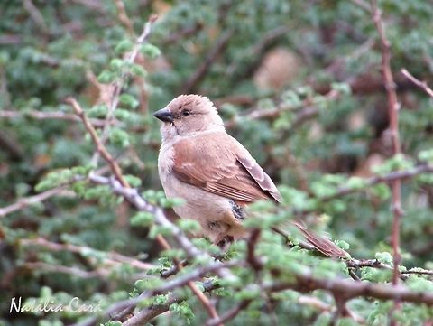 Southern Grey-headed Sparrow (Passer diffusus) Taken in December 2015, near Windhoek, Namibia. Known as Gryskopmossie, in Afrikaans. Africa,Geotagged,Namibia,Passer,Passer diffusus,Passeridae,Passeriformes,Southern Africa,Southern grey-headed sparrow,Summer,bird,passerine,sparrow