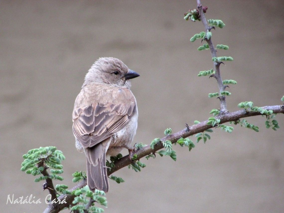 Southern_Grey-headed Sparrow (Passer diffusus) Taken in December 2015, near Windhoek, Namibia. Known as Gryskopmossie, in Afrikaans. Africa,Geotagged,Namibia,Passer,Passer diffusus,Passeridae,Passeriformes,Southern Africa,Southern grey-headed sparrow,Summer,bird,passerine,sparrow